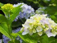 船岡城址公園の紫陽花