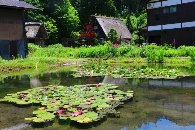 夏の白川郷