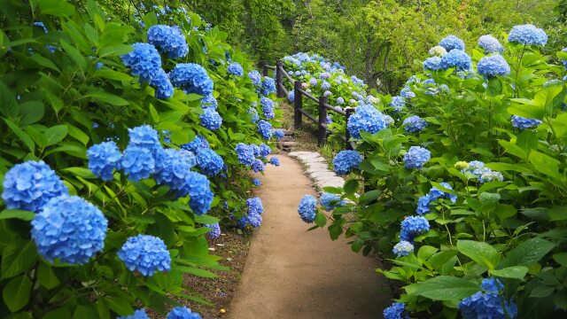 船岡城址公園の紫陽花