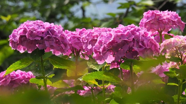 船岡城址公園の紫陽花