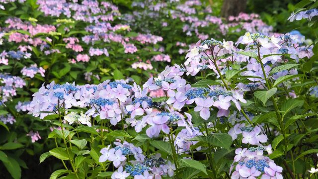 船岡城址公園の紫陽花