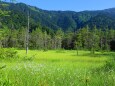 夏の田代湿原