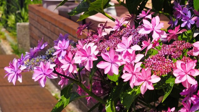 魚津市の紫陽花