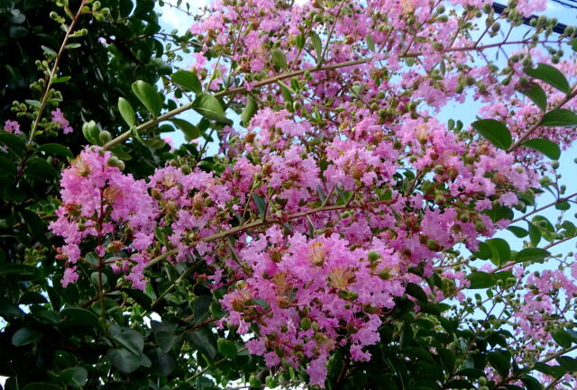 梅雨明けを思わせる百日紅の花