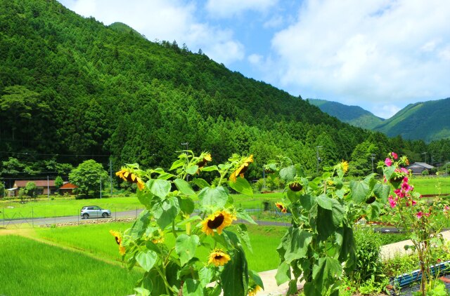 夏の里山