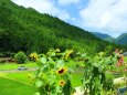 夏の里山