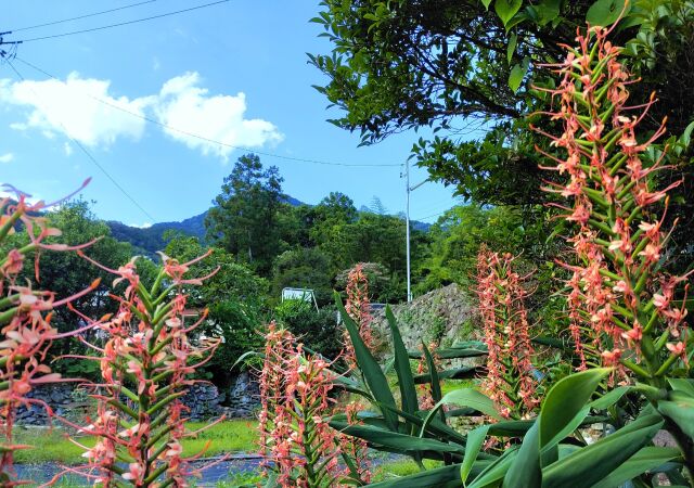 夏の花