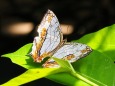 多摩動物公園の蝶