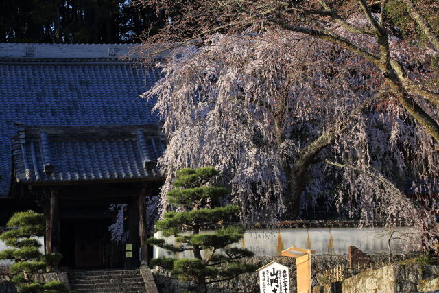 春の高月院