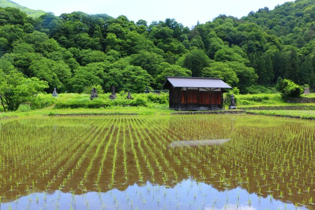 夏の里山