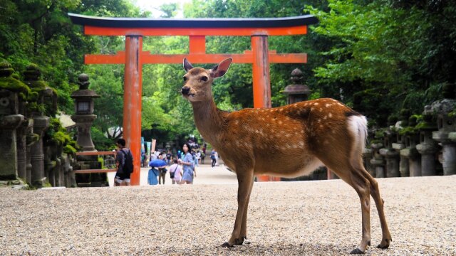 春日大社の鹿