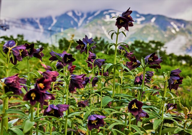 高山の花園