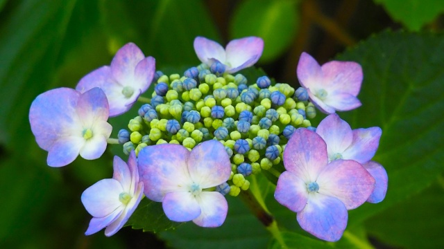 魚津市の紫陽花