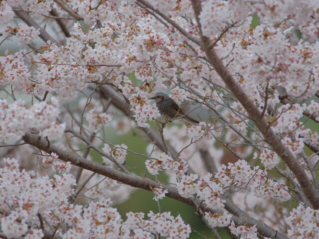 桜とヒヨ君