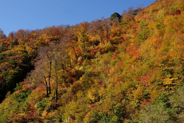 小池新道の紅葉