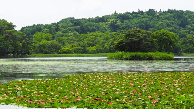 初夏の南湖公園