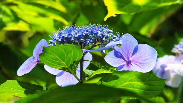 高幡不動尊の紫陽花