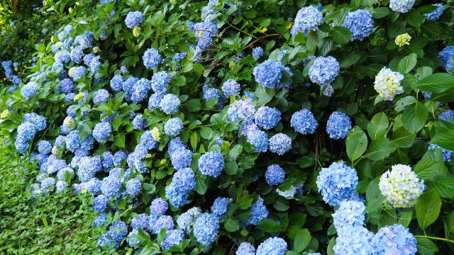 高幡不動尊の紫陽花