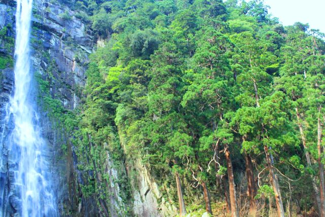 夏の那智の滝