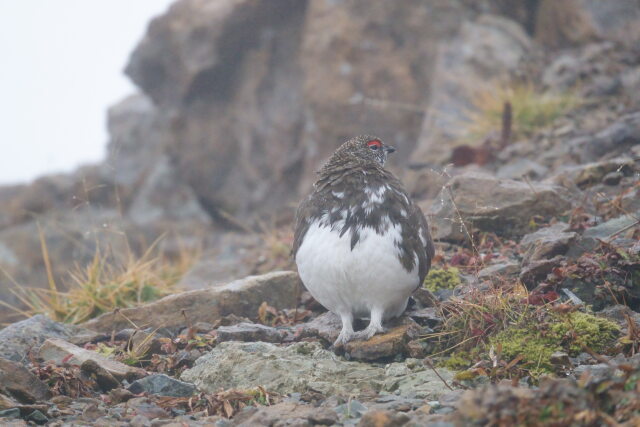 白馬岳の雄雷鳥