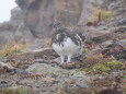 白馬岳の雄雷鳥2