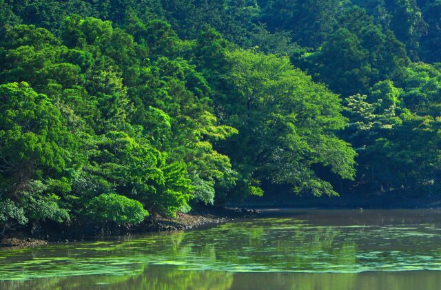 夏の水辺