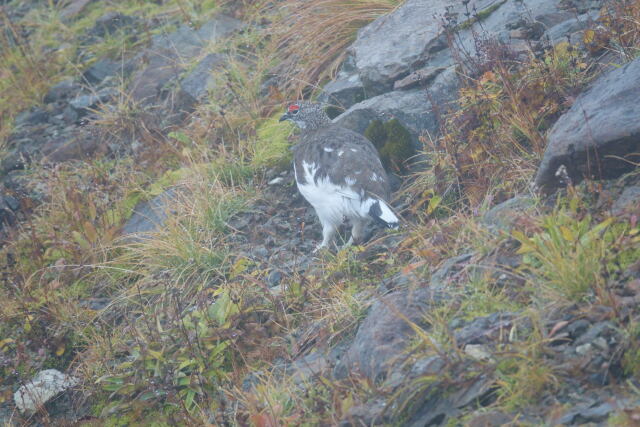 白馬岳の雄雷鳥3