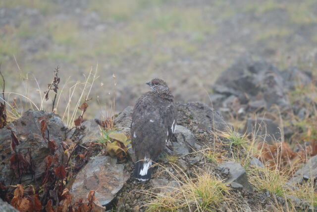 白馬岳の雄雷鳥4