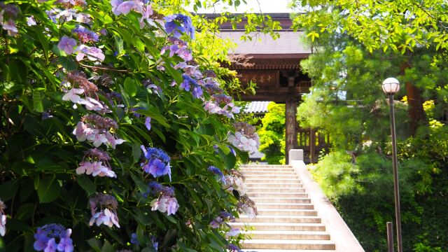 高幡不動尊の紫陽花