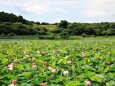 ハスの花が咲きました