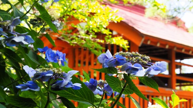 高幡不動尊の紫陽花