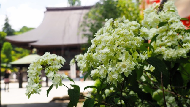 高幡不動尊の紫陽花