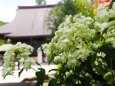 高幡不動尊の紫陽花