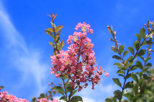 サルスベリの花