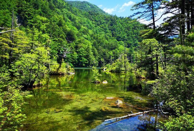 夏の明神池