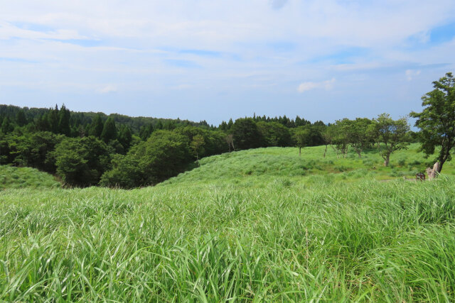 高原の放牧場 2