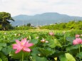 高田城址公園のハス