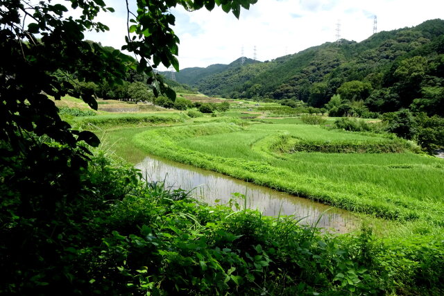 山間部の棚田