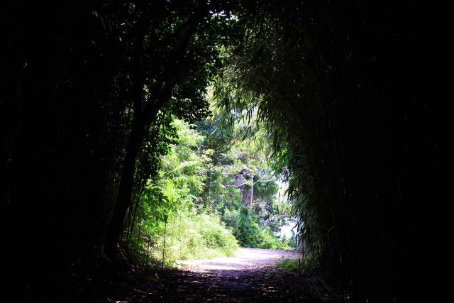 竹林の小道