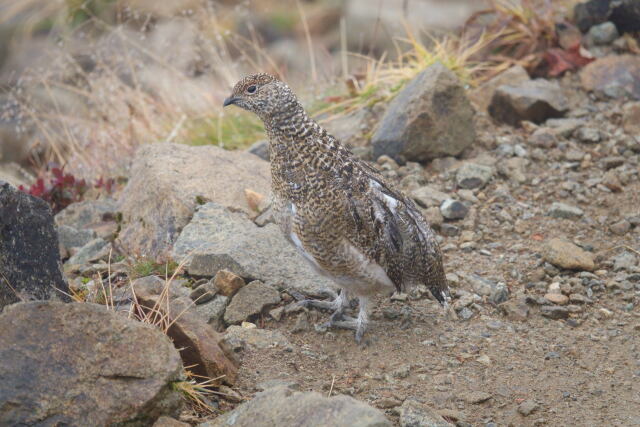 小蓮華山のチビ雷鳥2