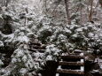 新雪の登山道