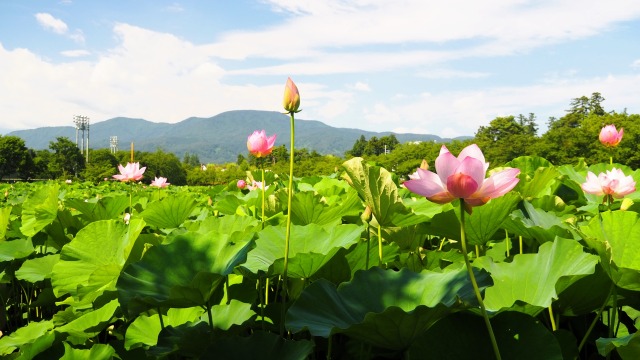 高田城址公園のハス