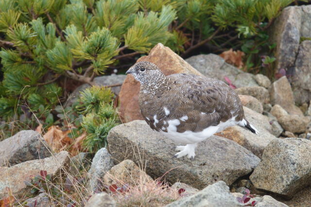 小蓮華山の雄雷鳥