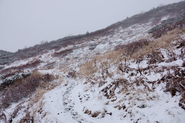 新雪のお花畑