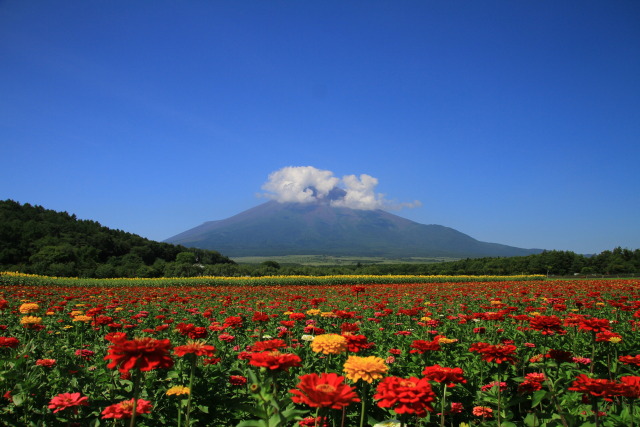 一面のお花畑