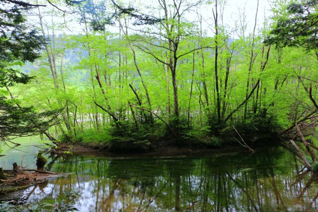 夏の水辺