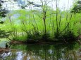 夏の水辺