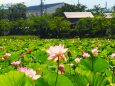 高田城址公園のハス