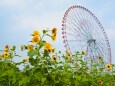 葛西臨海公園のひまわり