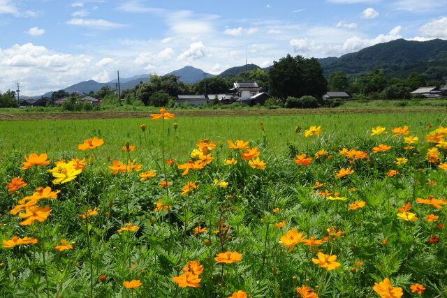 キバナコスモスが咲くころ